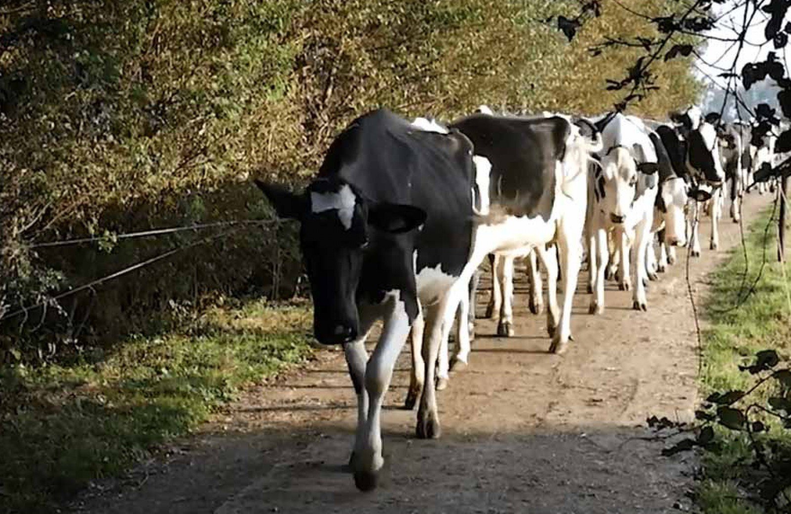 Ontdek de polder van de Alblasserwaard met het Streek Arrangement