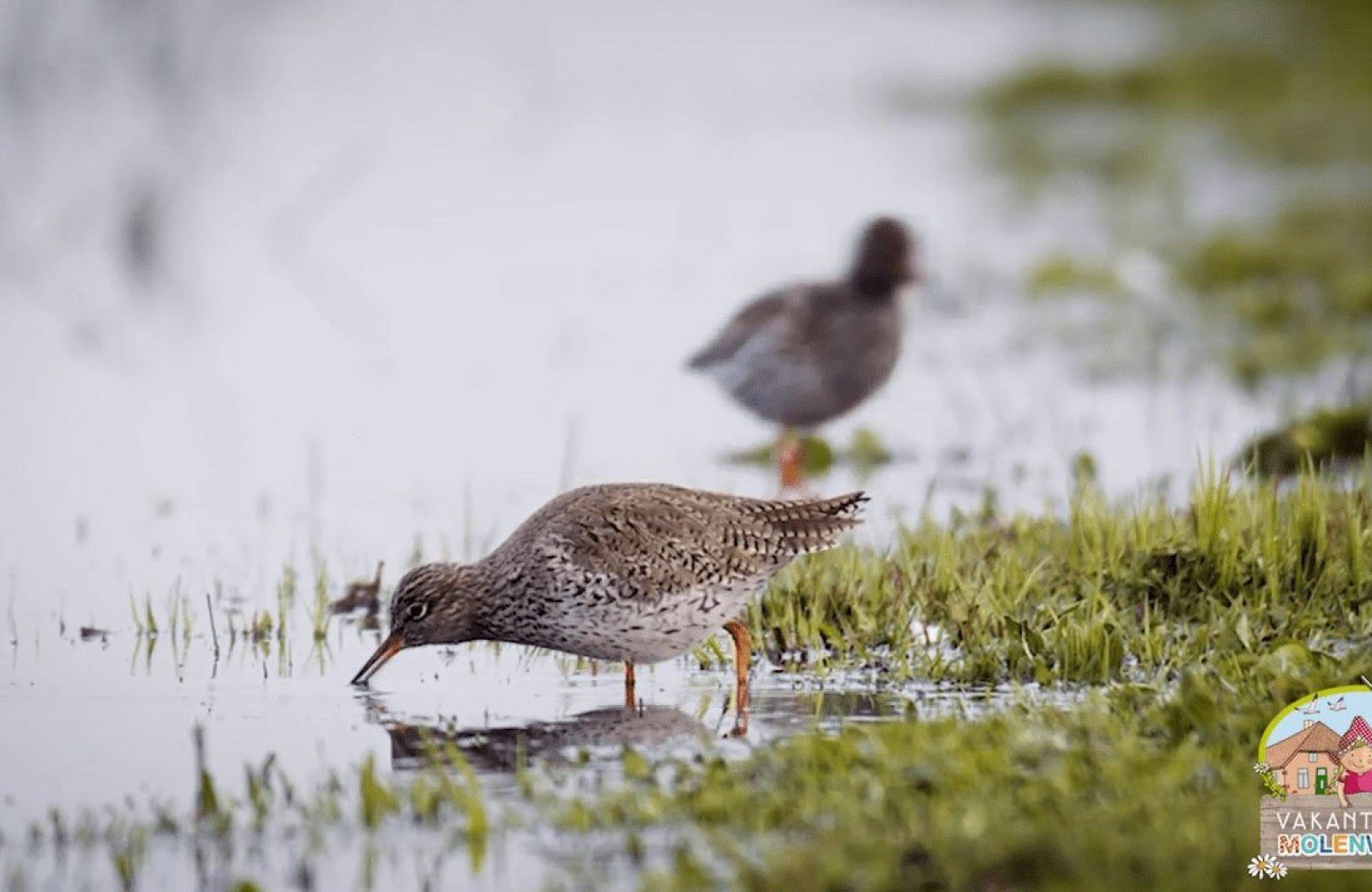 Ontdek Nationaal Park De Biesbosch