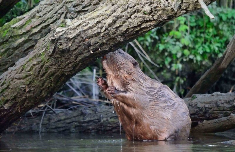 Biesbosch bever