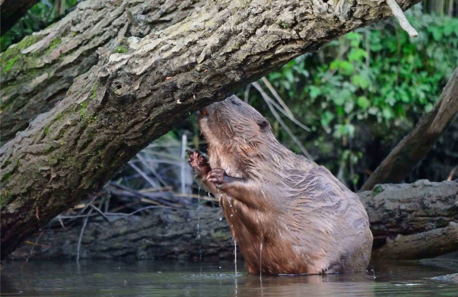 Biesbosch bever