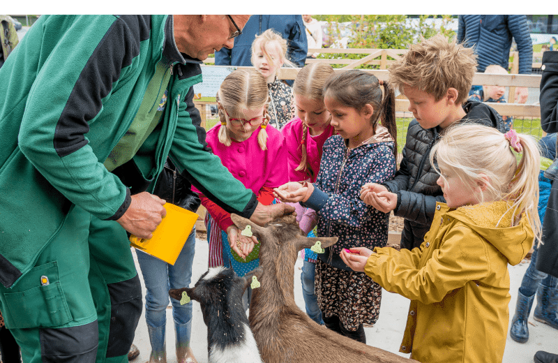Geitjes voeren bij avonturenboerderij molenwaard