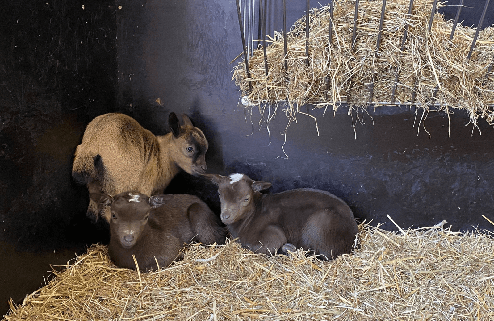 Bijzonder geboortenieuws: Geitendrieling geboren op Vakantiepark Molenwaard