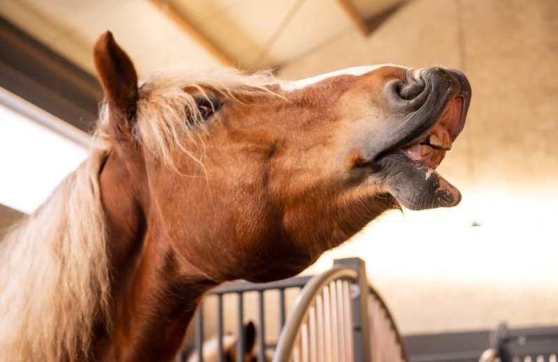 Paard stoeterij molenwaard
