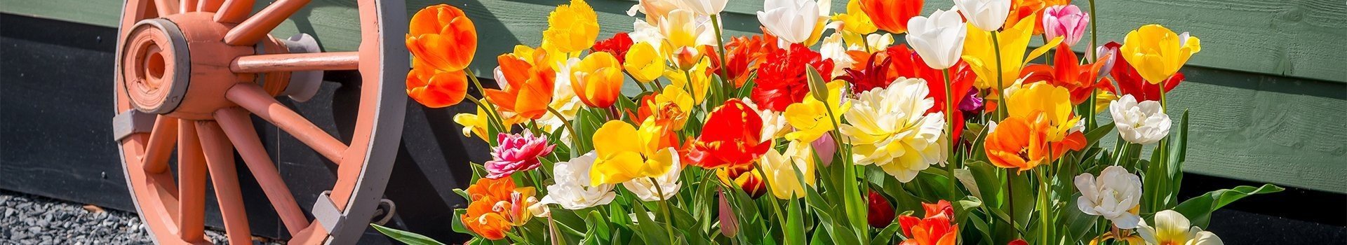 Bloemen familie resort molenwaard